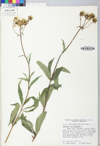 Silphium asteriscus image