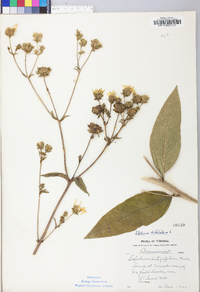 Silphium asteriscus image