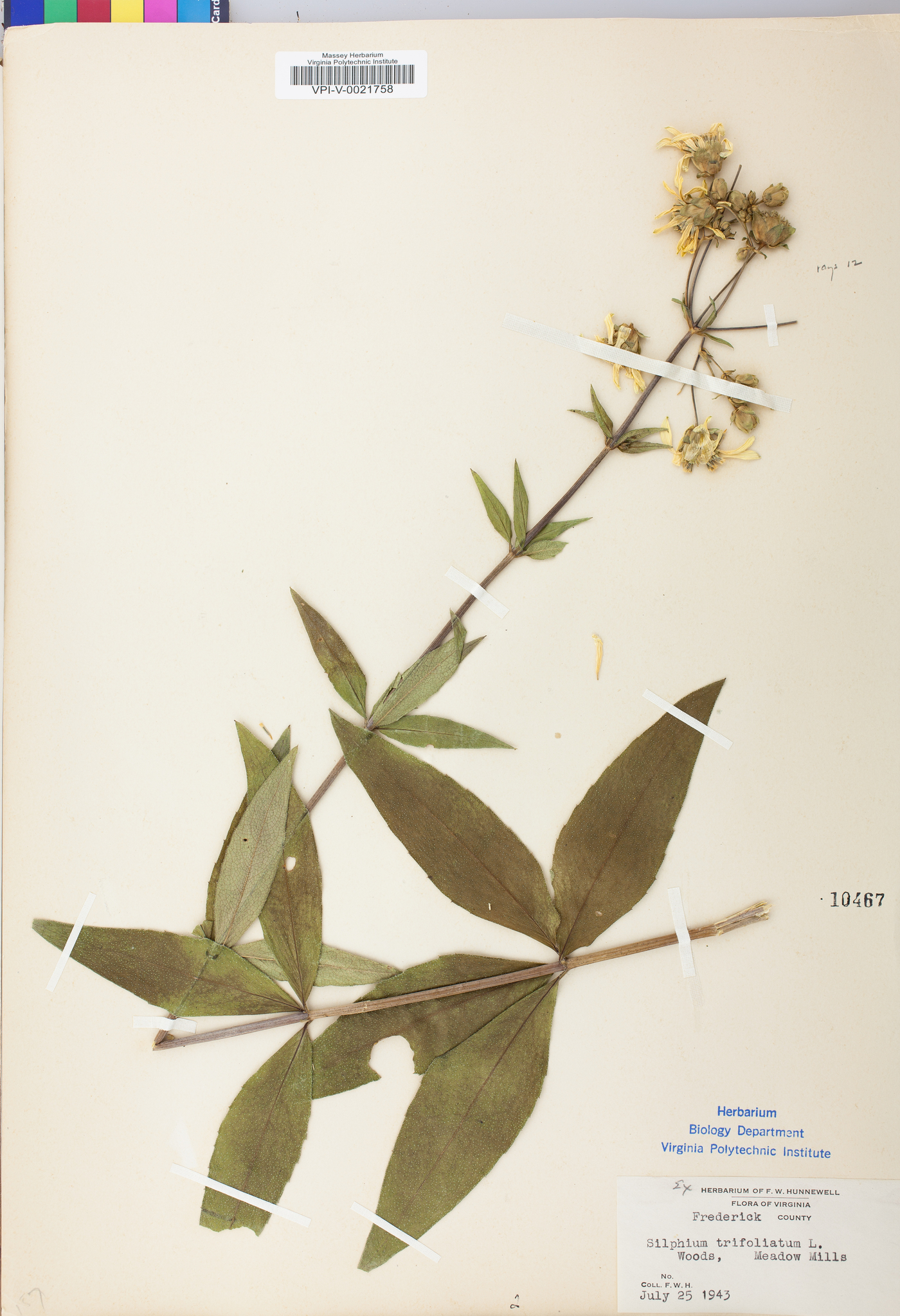 Silphium asteriscus image