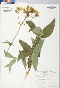 Silphium asteriscus image