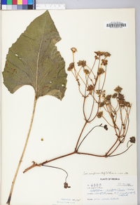 Silphium compositum image