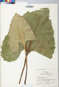 Silphium compositum image