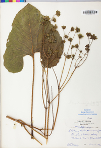 Silphium compositum image