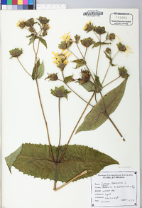 Silphium perfoliatum var. connatum image