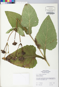 Silphium perfoliatum var. perfoliatum image