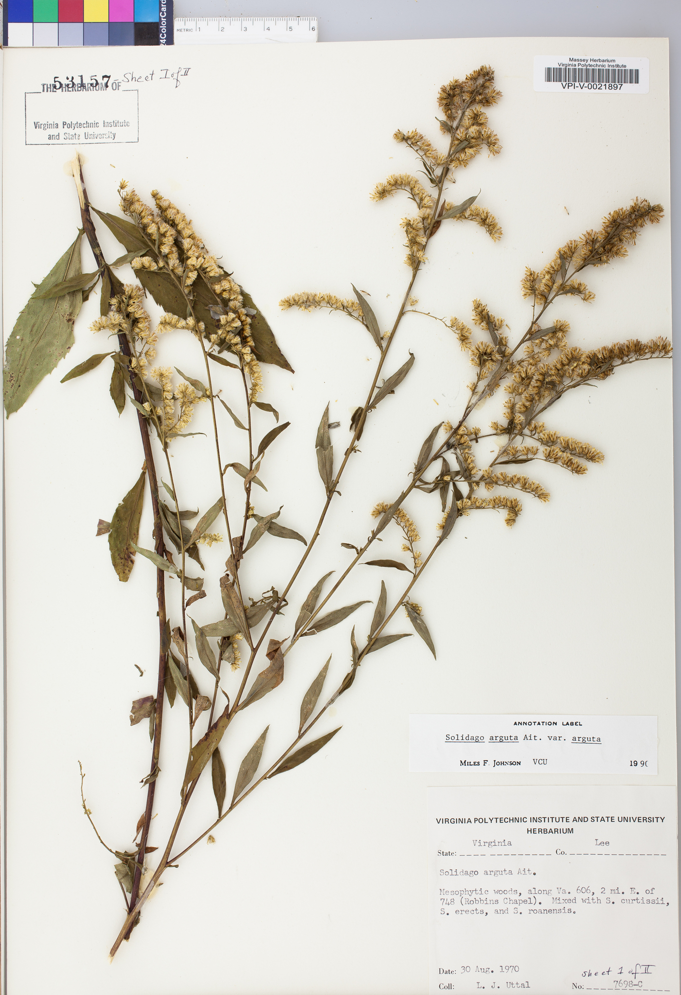 Solidago arguta var. arguta image