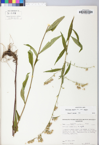 Solidago arguta var. arguta image