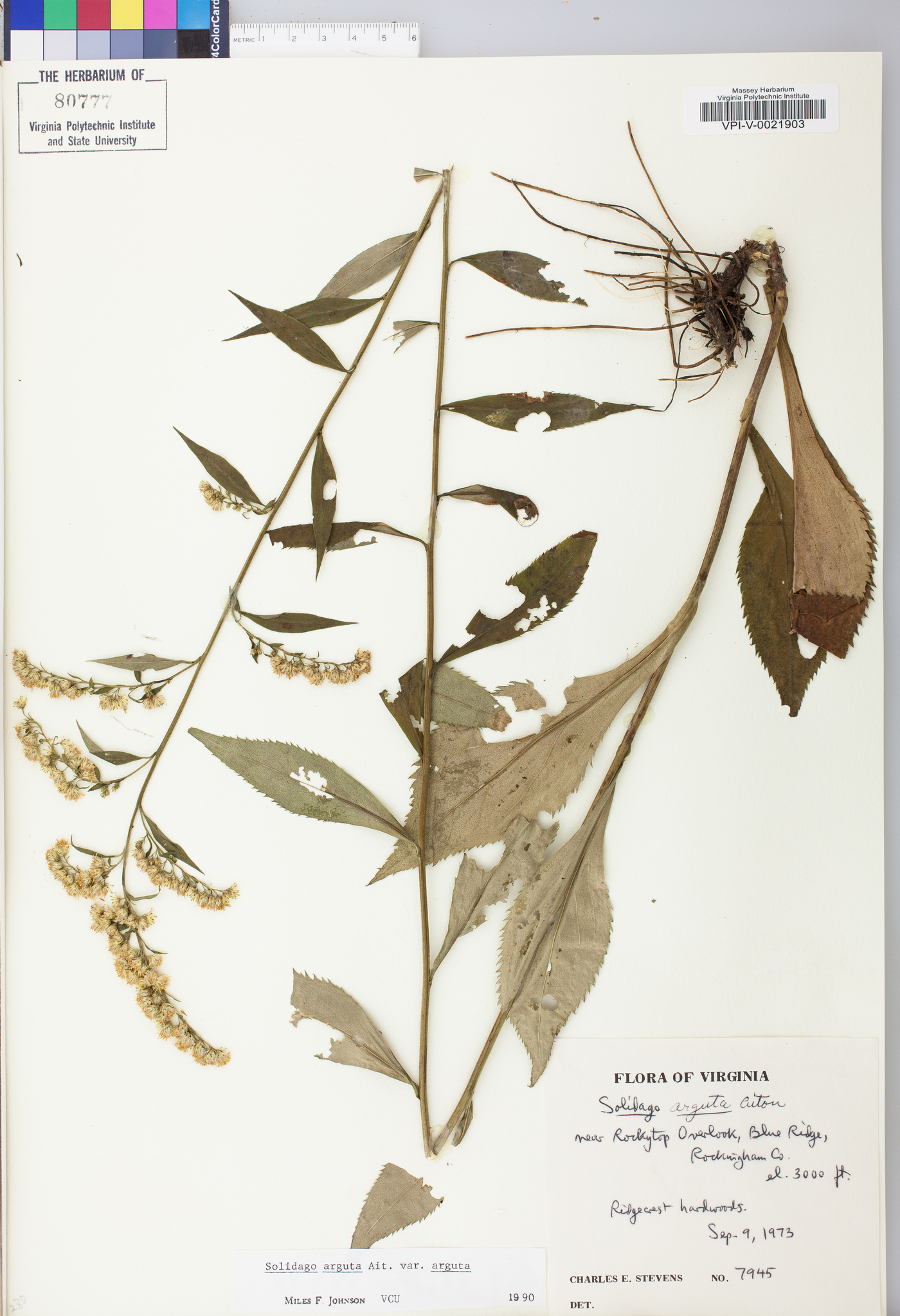 Solidago arguta var. arguta image