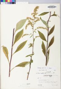 Solidago arguta var. arguta image