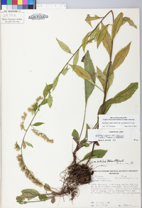 Solidago arguta var. caroliniana image