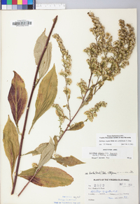 Solidago arguta var. caroliniana image