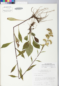 Solidago arguta var. caroliniana image