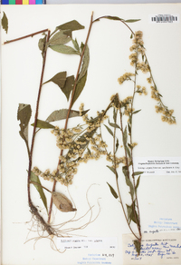 Solidago arguta var. caroliniana image