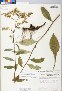 Solidago arguta var. caroliniana image