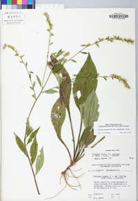 Solidago arguta var. caroliniana image