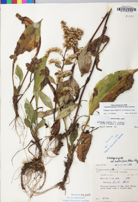 Solidago arguta var. caroliniana image