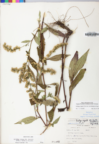 Solidago arguta var. caroliniana image