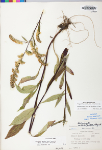 Solidago arguta var. caroliniana image