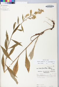 Solidago arguta var. caroliniana image