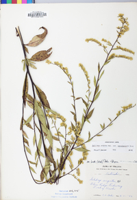 Solidago arguta var. caroliniana image