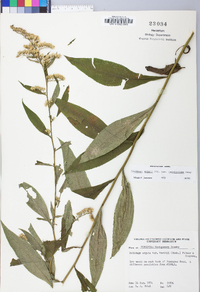 Solidago arguta var. caroliniana image