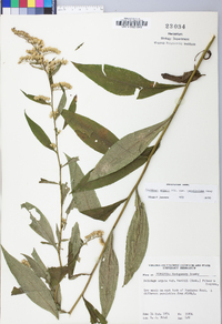 Solidago arguta var. caroliniana image