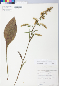 Solidago arguta var. caroliniana image