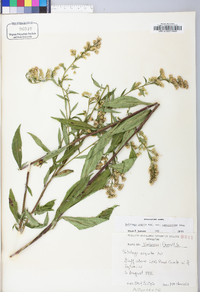 Solidago arguta var. caroliniana image