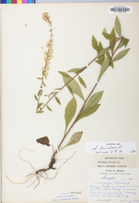 Solidago bicolor image