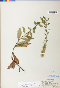 Solidago bicolor image