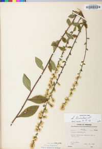 Solidago bicolor image