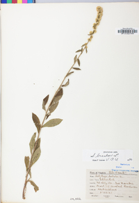 Solidago bicolor image