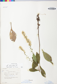 Solidago bicolor image