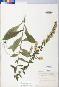 Solidago bicolor image