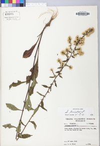 Solidago bicolor image