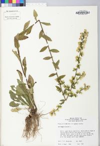 Solidago bicolor image