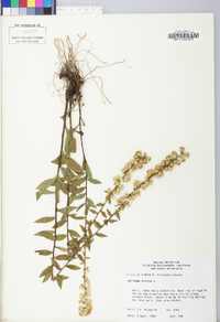 Solidago bicolor image