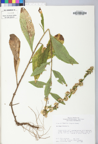 Solidago bicolor image