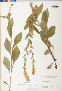 Solidago bicolor image