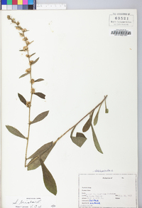 Solidago bicolor image