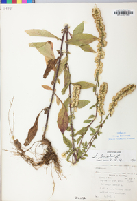 Solidago bicolor image