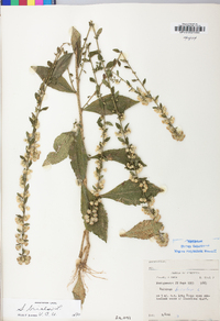 Solidago bicolor image