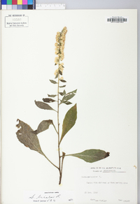 Solidago bicolor image