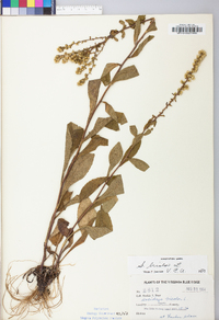 Solidago bicolor image