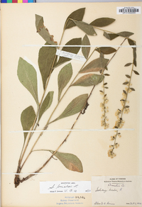 Solidago bicolor image