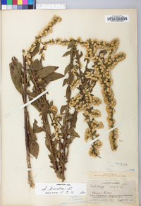 Solidago bicolor image