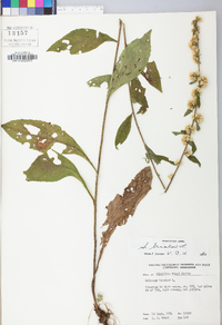 Solidago bicolor image