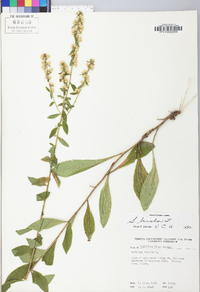 Solidago bicolor image