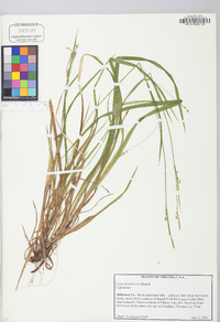 Carex gracilescens image