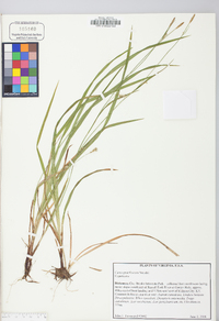 Carex gracilescens image